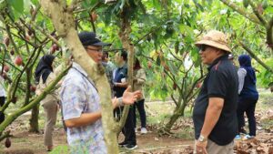Kebun Kakao Desa Ekasari Jembrana. (Foto: M-011)