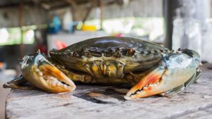 kepiting