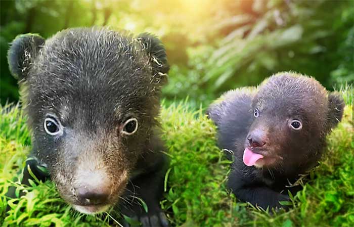 Menggemaskan! Program Konservasi di The Amazing Taman Safari Bali Sukses Lahirkan Bayi Beruang Hitam Himalaya