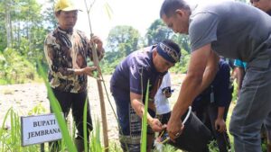 penamaman-bibit-bambu