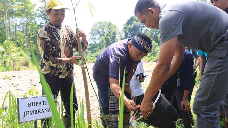 Dukung Pelestarian Jegog dan Kawasan Hutan, Bupati Jembrana Tanam Bibit Bambu Petung