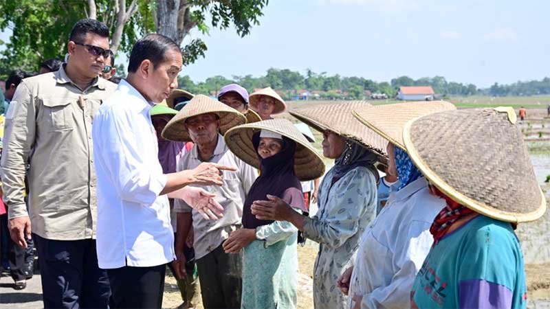 Presiden Jokowi Tinjau Penanaman Padi di Pekalongan