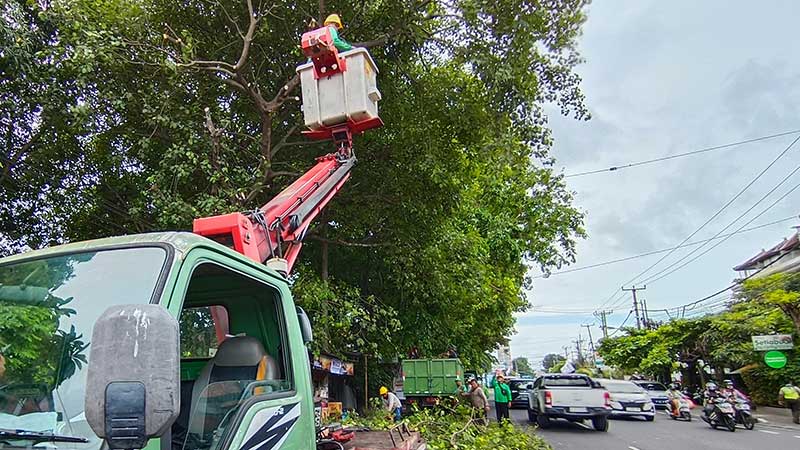 Antisipasi Pohon Tumbang, DLHK Intensifkan Perompesan