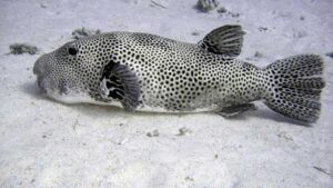 IKAN-BUNTAL