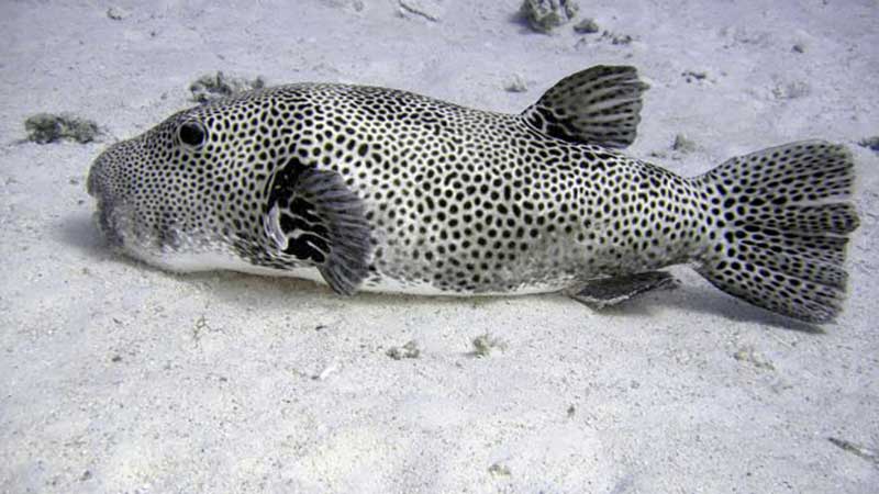 IKAN-BUNTAL