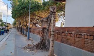 Pohon Perindang Mengering dan Mati Pantai Kuta