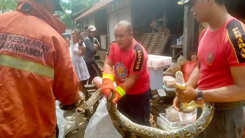 Pedagang Berhamburan Minta Tolong, Ular…