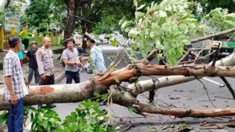 OMG! Empat Warga Mataram dan KLU Tertimpa Pohon Tumbang