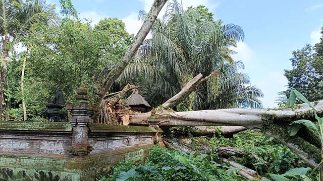 Pohon Beringin Tumbang Timpa Pura Dalem Lingsir Sangeh