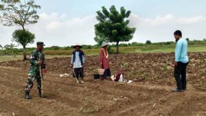Babinsa di Wilayah Teritorial Kodim Lamongan Serentak Dampingi Petani