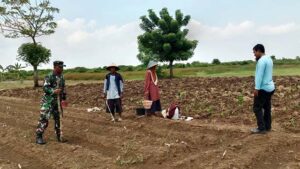 Babinsa di Wilayah Teritorial Kodim Lamongan Serentak Dampingi…