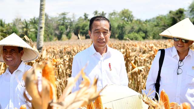 Jokowi Tinjau Panen Jagung di Boalemo