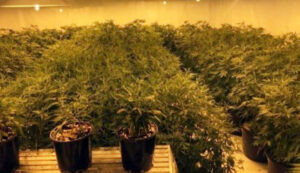 Kebun Ganja Hidroponik