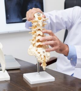 Spine model