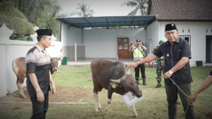 sapi