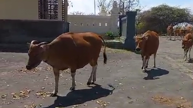 Badung Sapi dilepaskan di pemukiman pemukiman penduduk