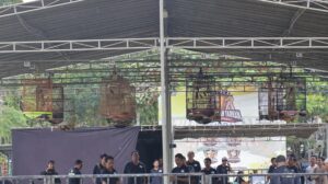 lomba burung