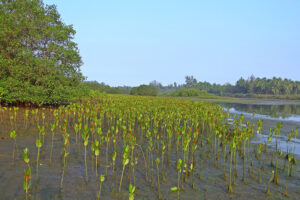 mangrove-249920_1280 (Foto_ Pixabay)