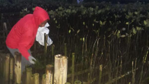 Badung mangrove G20