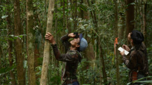 hutan kalimantan