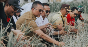 Pj. Sekda Badung IB. Surya Suamba didampingi Kadis Pertanian Badung I Wayan Wijana  melaksanakan Panen Perdana Bawang Merah di Subak Delod Sema Kelurahan Sading, Kecamatan Mengwi, Senin (14/10).