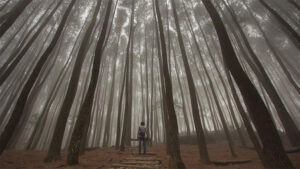 PINUS