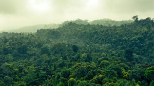 hutan