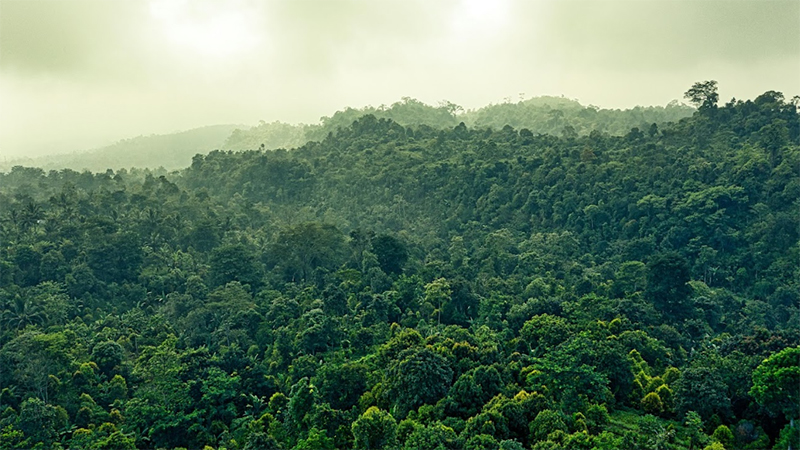 hutan