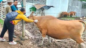 Cegah PMK, Distan Denpasar Vaksinasi Sapi