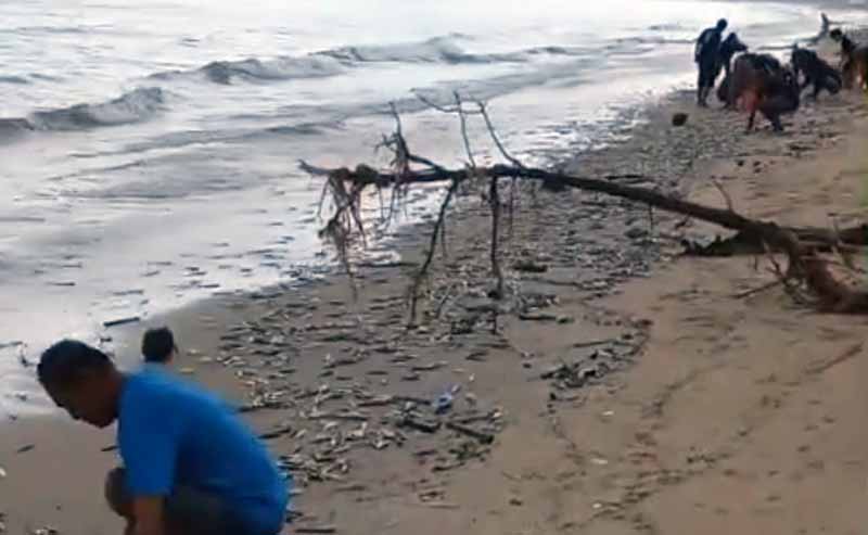 Ikan Terdampar di Pantai Jimbaran