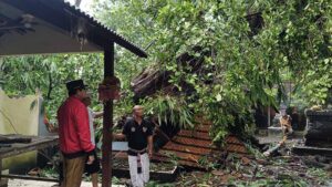 Pohon Tumbang Timpa Pura