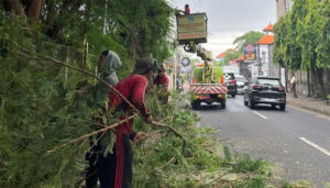 perompasan pohon