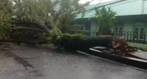 Pohon Tumbang di Jalan Dr. Latumeten depan PGSD Kota Ambon.