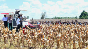 presiden prabowo panen jagung