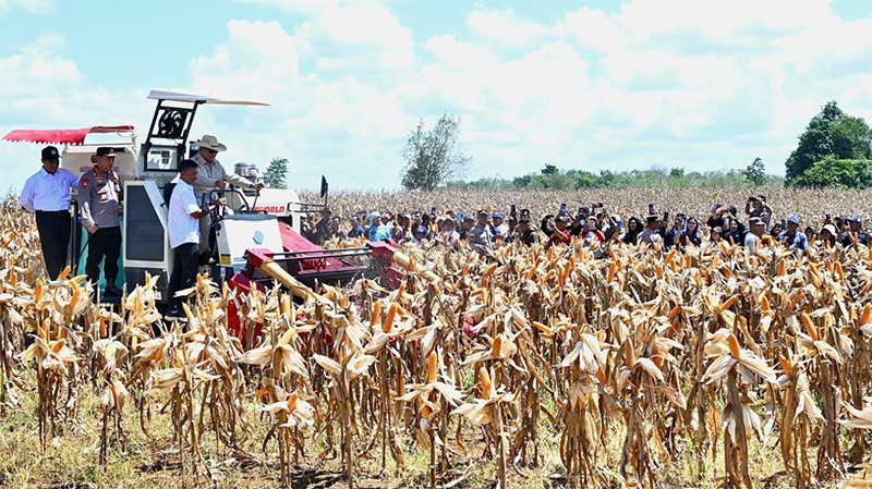 presiden prabowo panen jagung