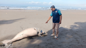 dugong