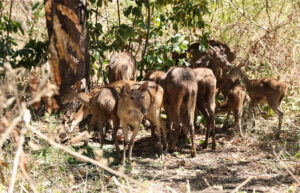 RUSA TIMOR