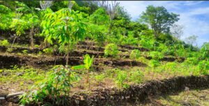 Aset mantan bupati Klungkung Wayan Candra berupa tanah yang dilelang oleh Badan Pemulihan Aset Kejaksaan RI bersama Kejaksaan Negeri Klungkung. (Foto: Istimewa)