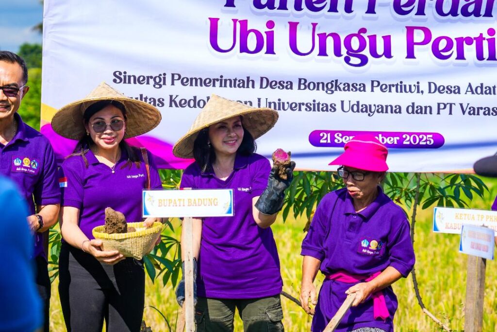 Ketua TP. PKK Badung Nyonya Rasniathi Adi Arnawa menghadiri kegiatan panen perdana ubi ungu dan temu rasa dengan Lansia Desa Bongkasa Pertiwi di Wantilan Pura Dalem Banjar Karang Dalem II, Desa Bongkasa Pertiwi, Minggu (21/9).