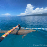 Dugong Mawardi Kabola, Alor. Kredit: WWF-Indonesia/Alda Rizkiani
