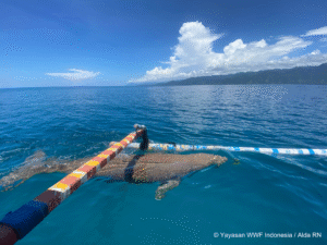 Dugong Mawardi Kabola, Alor. Kredit: WWF-Indonesia/Alda Rizkiani