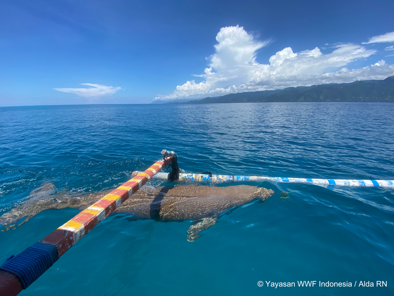 Dugong Mawardi Kabola, Alor. Kredit: WWF-Indonesia/Alda Rizkiani