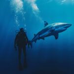 Ilustrasi menyelam mencari ikan