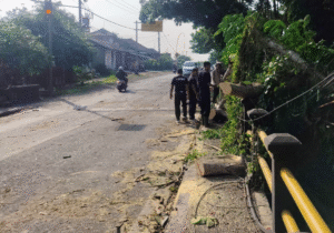 Petugas gabungan BPBD dan aparat kecamatan membersihkan batang pohon flamboyan yang tumbang dan menimpa kabel listrik di Jalan Raya Denpasar–Gilimanuk, Banjar Melaya Krajan, Rabu (26/11/2025).