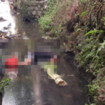 Seorang pria lanjut usia ditemukan sudah tidak bernyawa dan masih tergeletak di aliran Tukad Guming, Desa Sumerta Kaja, Denpasar Timur, Sabtu (8/11/2025) pagi. Korban diduga terpeleset dan jatuh ke sungai sebelum ditemukan warga.