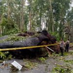Petugas kepolisian melakukan olah TKP di kawasan Objek Wisata Sangeh, Badung, setelah sebuah pohon besar tumbang dan merusak Bale Gong akibat cuaca ekstrem pada Rabu (3/12/2025). Satu orang tewas dan satu lainnya terluka dalam insiden ini.