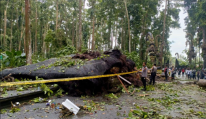 Petugas kepolisian melakukan olah TKP di kawasan Objek Wisata Sangeh, Badung, setelah sebuah pohon besar tumbang dan merusak Bale Gong akibat cuaca ekstrem pada Rabu (3/12/2025). Satu orang tewas dan satu lainnya terluka dalam insiden ini.
