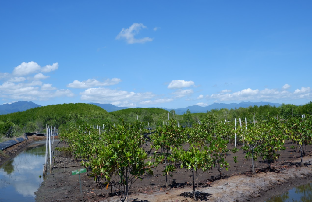 Peta Mangrove Nasional 2025 Catat Luasan Mangrove Indonesia Meningkat
