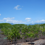 Peta Mangrove Nasional 2025 Catat Luasan Mangrove Indonesia Meningkat