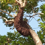 Ilustrasi sarang tawon